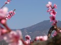 Le Ventoux dans les fleurs de pcher